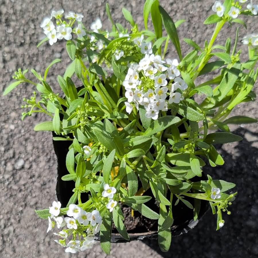 スイートアリッサムの花の写真