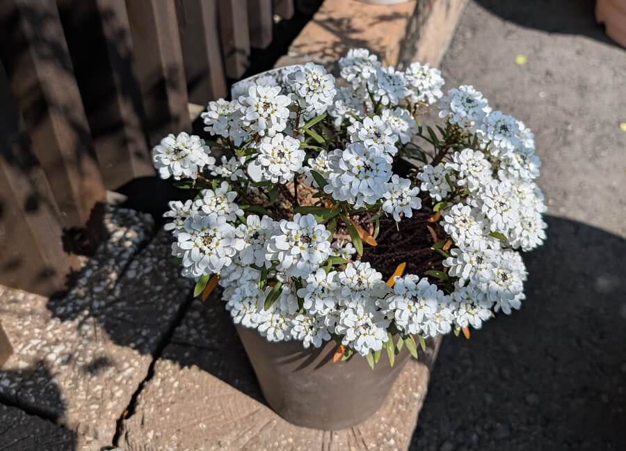 イベリススノーサーファーコンパクトの白い花の写真