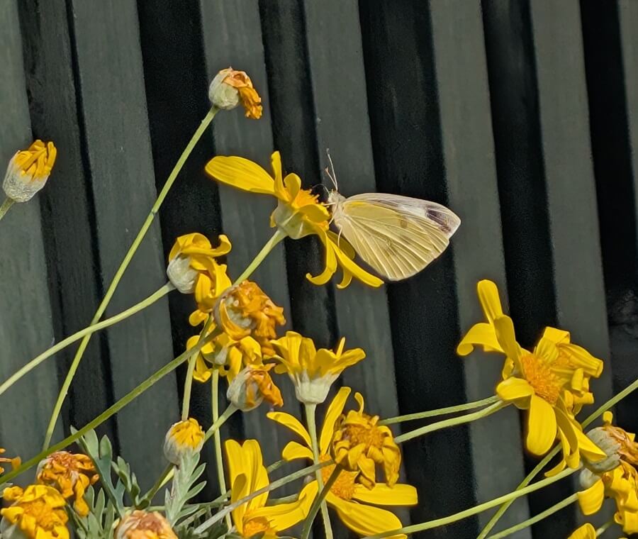 花の蜜を吸う蝶々の写真